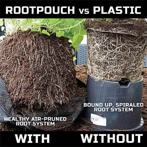 Razlika u razvoju korijena u plastici i root pouch-u